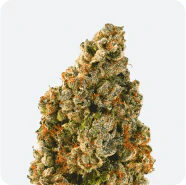 Green Mountain Health Alliance - GORILLA ZKITTLEZ DRIED FLOWER - 14G Main Image