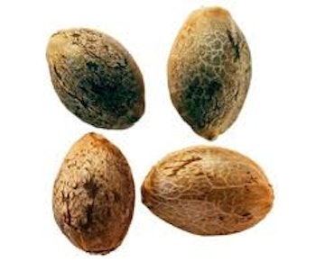 Weathered Islands Craft Cannabis - TIMEWARP AUTOFLOWER FEMINIZED MULTIPACK SEEDS - 4