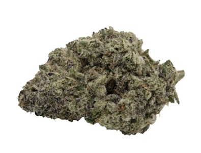 Koots Canna - TROPICAL ORANGE - 3.5