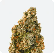 Green Mountain Health Alliance - 14g Gorilla Zkittles Main Image