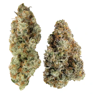 Northern Canna x Ministry of Sativa - Yin Yang - Northern Canna x Ministry of Sativa