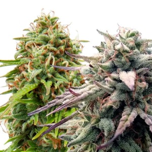 Weathered Islands Craft Cannabis - BC CLASSICS FEMINIZED MULTIPACK SEEDS - 4