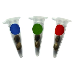 Green Rose Seeds - Green Rose Seeds | Crashed Out Cookies Multipack (fem Seeds) - Hybrid - 6 Pack