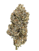 Blue Pave (14g) - Ritual Green