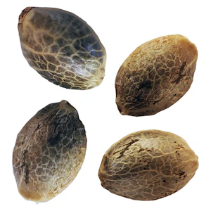 Weathered Islands - BC West Coast Feminized Seed Multi Pack 4 Pack Seeds