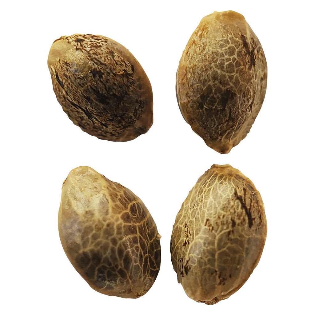 Lemon Sunshine Feminized Seeds 4 Pack Seeds
