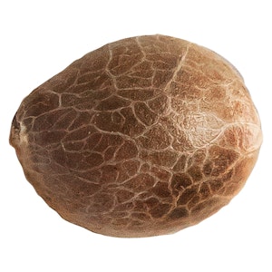 34 Street Seed Co - JACK HERER SEEDS- 5 seeds