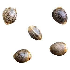 GREENHERB - Pheno Hunt - Select Female Seeds 5 Pack Seeds