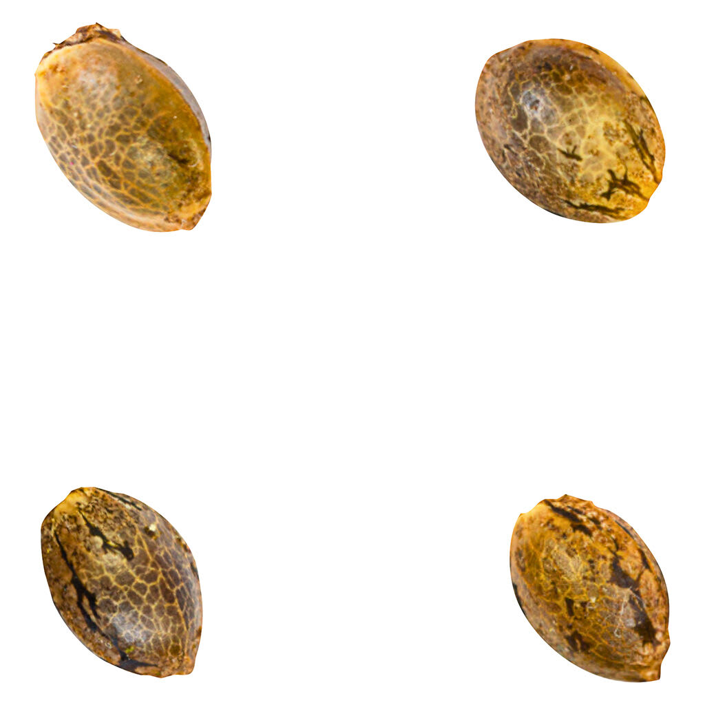 Crasher Breath (Fem Seeds) | 4-Pack