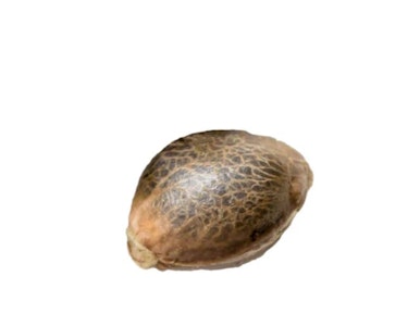 34 Street Seed Co - 34 Street Seed Co | OG Kush Seeds | 5 Seeds