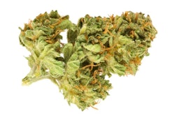 JEAN GUY - 28g