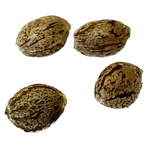 Clone Collector Seed Bank - Apple Truffle Breath - Feminized 4pcs *Main Street Exclusive*