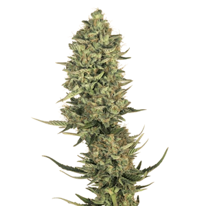 34th Street - Super Lemon Haze Seeds