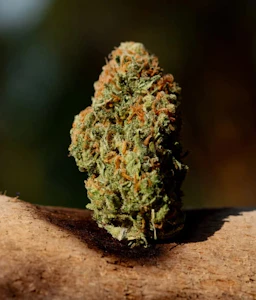 MAGI CANNABIS - Magi Cannabis Saltspring Love Haze 2g