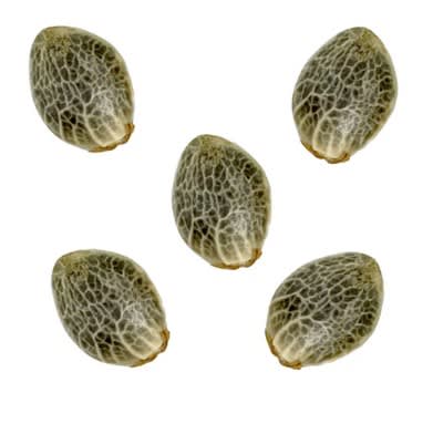 Watermelon Sugar Feminized Seeds 5pc