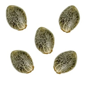 Palm Gardens Cannabis - Watermelon Sugar Feminized Seeds 5pc