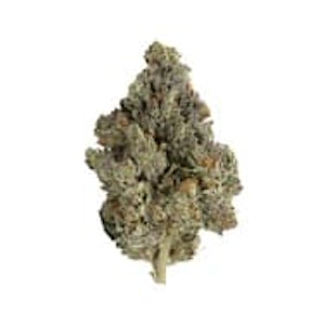 Pistol and Paris - MASTER KUSH ULTRA - 14