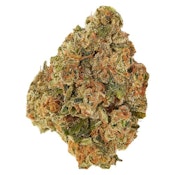 Pumpkin Spice 7G