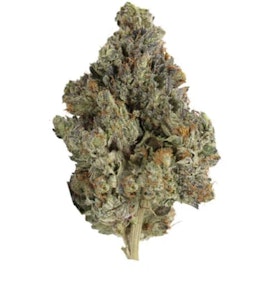 Pistol and Paris - Pistol and Paris | Master Kush Ultra | 14 g