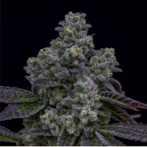 Kootenay Cultivar - Kootenay Cultivar Fugu 7g LTO