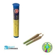 Walk of Shame 10 x 0.5g Pre-Rolls