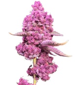 TROPICAL CHERRY - 7g