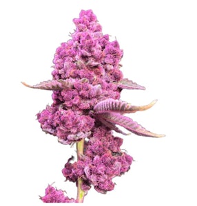 Shucanna - Tropical Cherry - 7g