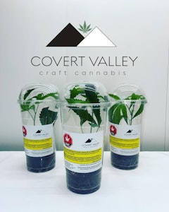 Covert Valley - CITRIQUE - 3.5