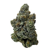 FORUM CUT (GSC) - 7