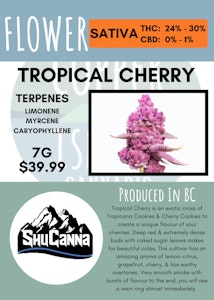 Shucanna - 7G - SHUCANNA - TROPICAL CHERRY