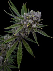 Kootenay Cultivar - Kootenay Cultivar | Fugu | 7 g