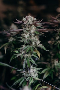 Salt Spring Magic - Saltspring Magic | Pine Tar | 3.5 g