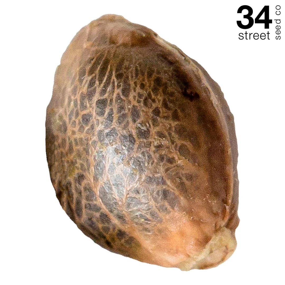 34 Street Seed Co. - 34 Street Seed Co | OG Kush Seeds | 5 Pack Main Image