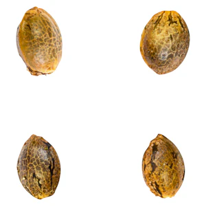 Green Rose Seeds - Gry Pytn X Crashed Out Cookies (fem Seeds) 4 Pack Seeds