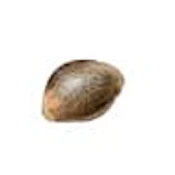 OG Kush Feminized Photoperiod Indica Seeds - 5pk