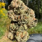 Hippie Diesel 7g