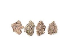 EXOTIC CRAFT COLLECTION PACK - 28