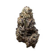 3RD COAST GENETICS - BLACK TRUFFLE - 14 GRAM