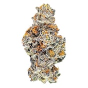 EXCLUSIVES - PINK KITTY - 7
