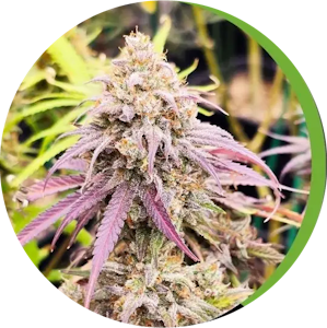 SHUSWAP CLONE CO. - DR SEEDMAN CBD