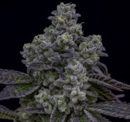 KOOTENAY CULTIVAR - FUGU LTO - 7 GRAM