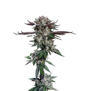 Salt Spring Magic - PINE TAR - 3.5