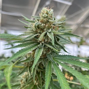 Ross' Gold  - MANGO GOLD PRE-ROLLS - 7X0.5G