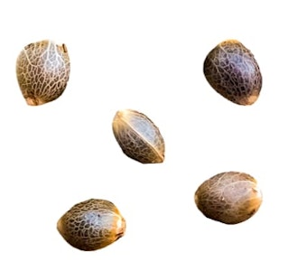 GREENHERB - Pheno Hunt (Select Female Seeds) - GREENHERB - Seed 5 Pack