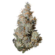 Triple Burger | 3.5g | Tribal