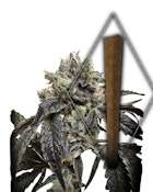 ORANGE FIZZ BLUNT - 1