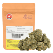 Glazed Apricot Gelato 28g Dried Flower