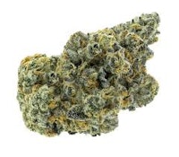 Apricot Frost 14g Dried Flower