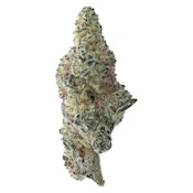 Tropicana Cookies 28g Dried Flower