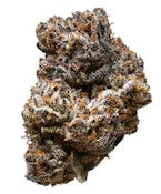 3RD COAST GENETICS - JACK TRUFFLE (JACK BLACK) - 14 GRAM
